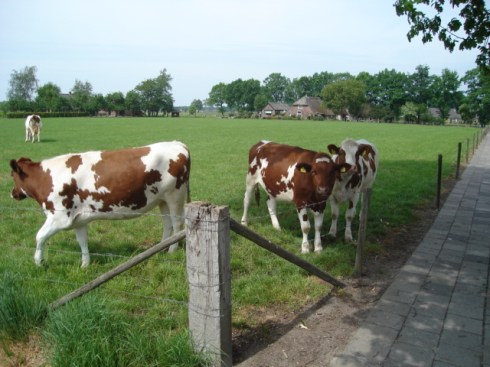 Voorthuizenmei2007001