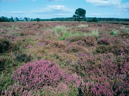 Strabrechtseheide_3_2