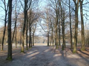 Baarnse Bos
