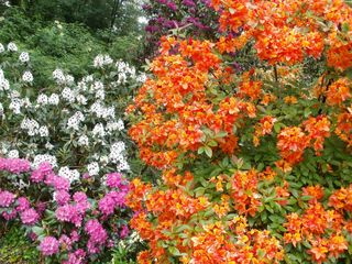 Ede_Wageningen_Belmonte3