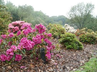 Ede_Wageningen_Belmonte