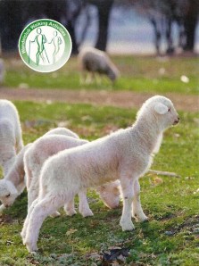 Wandelschaapjes0001