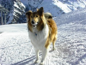 COLLIE