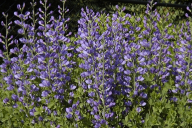 Baptisia_australis_var_minor_1-385x256
