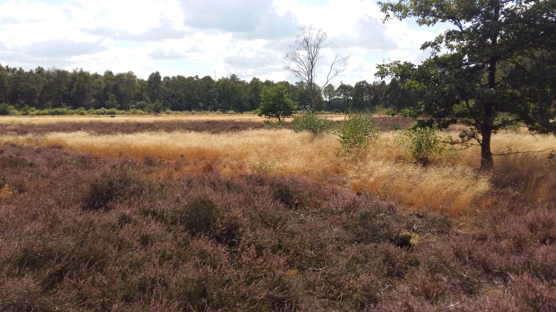 20180811_145410_Vasse